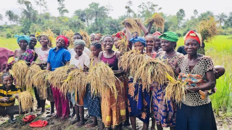 Women Farmers & UN Women Celebrate Successful Rice Farm Harvest In Karene